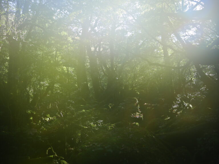 屋久島　　-日本